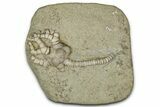 Fossil Crinoid (Cyathocrinites) - Crawfordsville, Indiana #359183-1